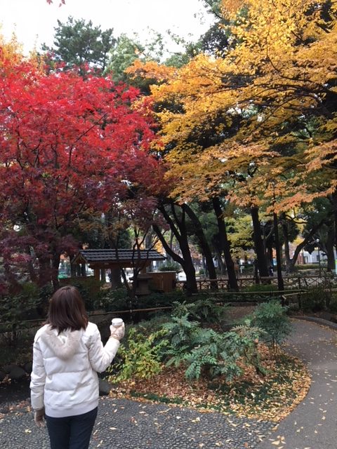 横浜公園黄葉と紅葉